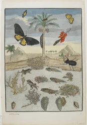 Insectes et poissons avec fond insulaire, 1705-71